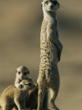 Buy A Meerkat Stands with Her Young at Her Feet at AllPosters.com