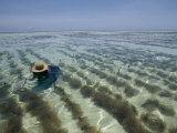 A Zanzibar Island Woman Cultivating Seaweed in the Indian Ocean