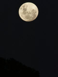 A Full Moon Glows over Dark Treetops