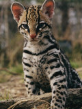 A Captive Ocelot