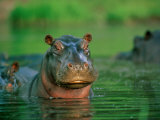 A Hippopotamus Pokes its Head out of the Water While Swimming with Other Hippos