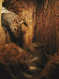 A Baby Eastern Gray Squirrel in its Nest