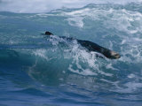 Sea Otter Rides the Surf in Monterey Bay, California