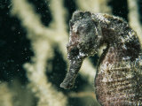 A Close View of the Head of a Sea Horse with a Coral Backdrop