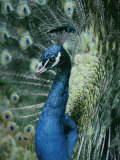 Buy Peacock with its Tail Feathers Spread at AllPosters.com