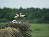 White Storks Displaying in Their Nest with Chicks