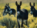 Wild Burros in Sagebrush