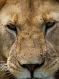 Close View of a Male Lion (Panthera Leo)