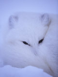 An Arctic Fox Rests in the Snow
