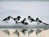 A Group of Magpies Gathered Around a Fish Carcass