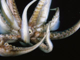 Sucker Covered Tentacles Ringed Around a Giant Squids Mouth