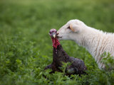 Buy A Katahdin Lamb Gives a Bronze Turkey a Kiss on a Farm in Kansas at AllPosters.com