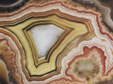Close-up of a Patterned Rock