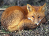 Red Fox