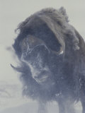 Buy A Musk-Ox (Ovibos Moschatus) Shakes off His Snowy Coat at AllPosters.com