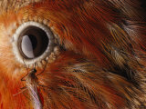A Culex Mosquito Near the Eye of an Iiwi Bird