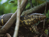 Close View of a Nile Monitor (Varanus Niloticus) Crawling Through the Undergrowth