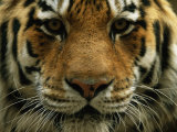 A Close View of the Face of Khuntami, a Male Siberian Tiger, in a Zoo