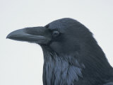 Buy A Close View of the Head of a Raven, Corvus Species at AllPosters.com