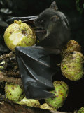Buy A Native Species, the Musky Fruit Bat Feeds on Figs at AllPosters.com