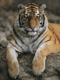 A Siberian Tiger Rests on a Rock in an Outdoor Enclosure