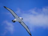 A Shy Albatross in Flight in a Clear Blue Sky, This Species is Considered Vulnerable