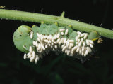 A Tobacco Hornworm Caterpillar with Parasite Cocoons All over its Back