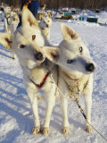 Portrait of Two Husky Sled Dogs, Their Heads Cocked with Curiosity
