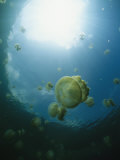 Buy Sunlight Streaming Through Seawater Filled with Jellyfish at AllPosters.com