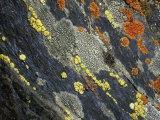 Buy A Close View of Crustose Lichens Growing on Tombstone Slate at AllPosters.com