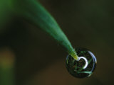 Buy Water Drop Hangs on a Blade of Grass at AllPosters.com