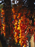Organically-Grown Peppers are Hung at the Cary Farmers Market