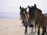 Buy Two Curious Wild Horses on the Beach at AllPosters.com