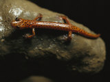 Cave Salamander Sits in Cagle Chasm Complex, a Cave in Tennessee