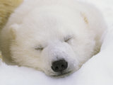 Portrait of a Sleeping Polar Bear Cub