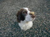 The Head of a Dog Balancing a Dog Biscuit Upon its Nose