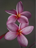 A Close View of a Pair of Frangipani Flowers
