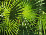 Buy Close View of a Palm Frond at AllPosters.com