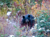 Buy A Black Bear Looks Out of a Forest While Hunting for Food at AllPosters.com