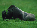 Buy Western Lowland Gorilla Nibbling on Vegetation at AllPosters.com