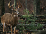 Buy A Portrait of a 12-Point White-Tailed Deer Buck at AllPosters.com