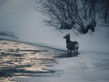 Buy Winter View of a Deer Near the River at AllPosters.com