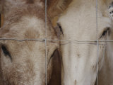 A Horse and a Mule Peer Through a Wire Fence