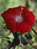 A Close View of a Hibiscus Blossom