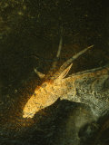 A San Mural Painting of an Eland, an Animal Sacred to the San