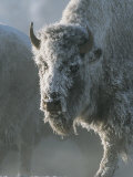 Buy Frost Covers the Coat of an American Bison on a Chilly Morning at AllPosters.com