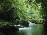 Buy A Woodland Stream Winding Through a Burmese Jungle at AllPosters.com