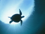 Buy A Silhouetted View of an Endangered Loggerhead Sea Turtle at AllPosters.com