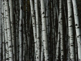 A Forest of White Birch Trees