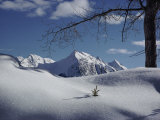 Buy Winter Scene Inside Jasper National Park at AllPosters.com